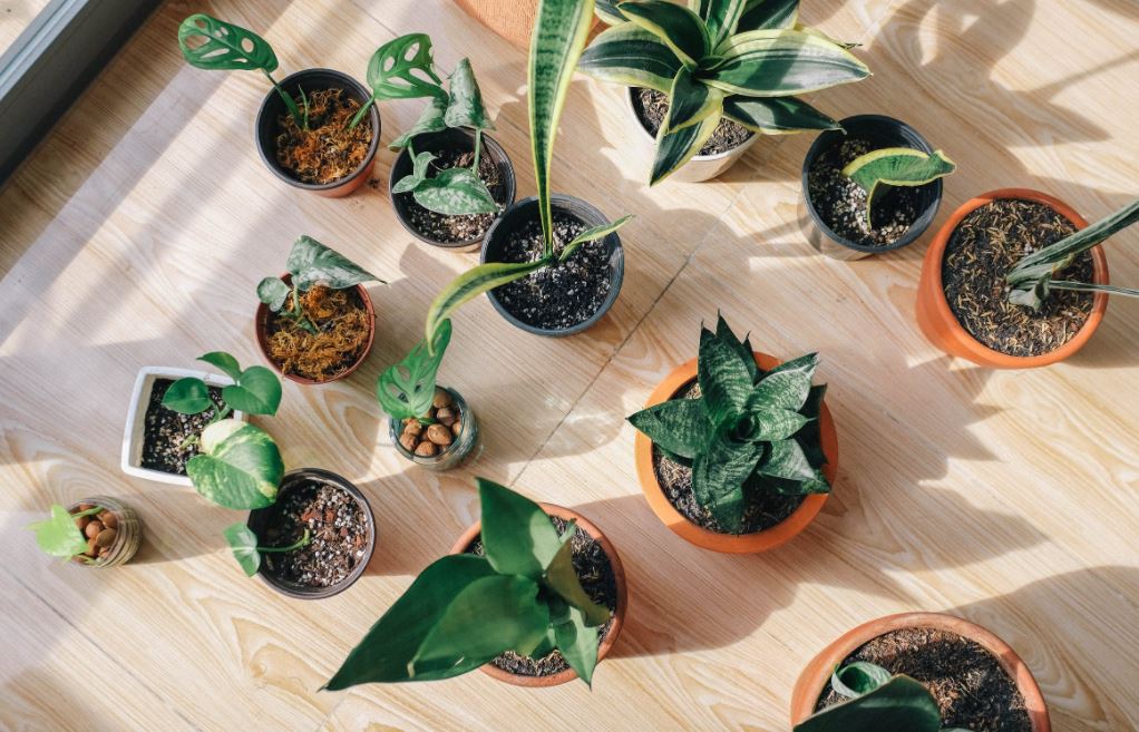 homeware trends, houseplants