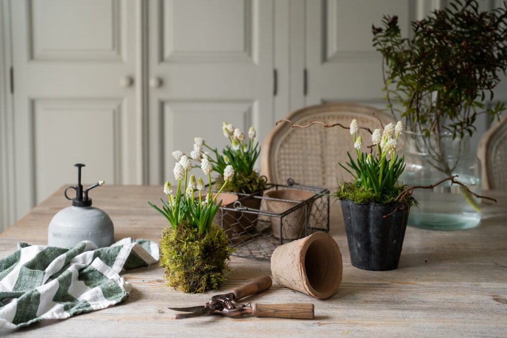 Terracotta pots with plants on a kitchen table