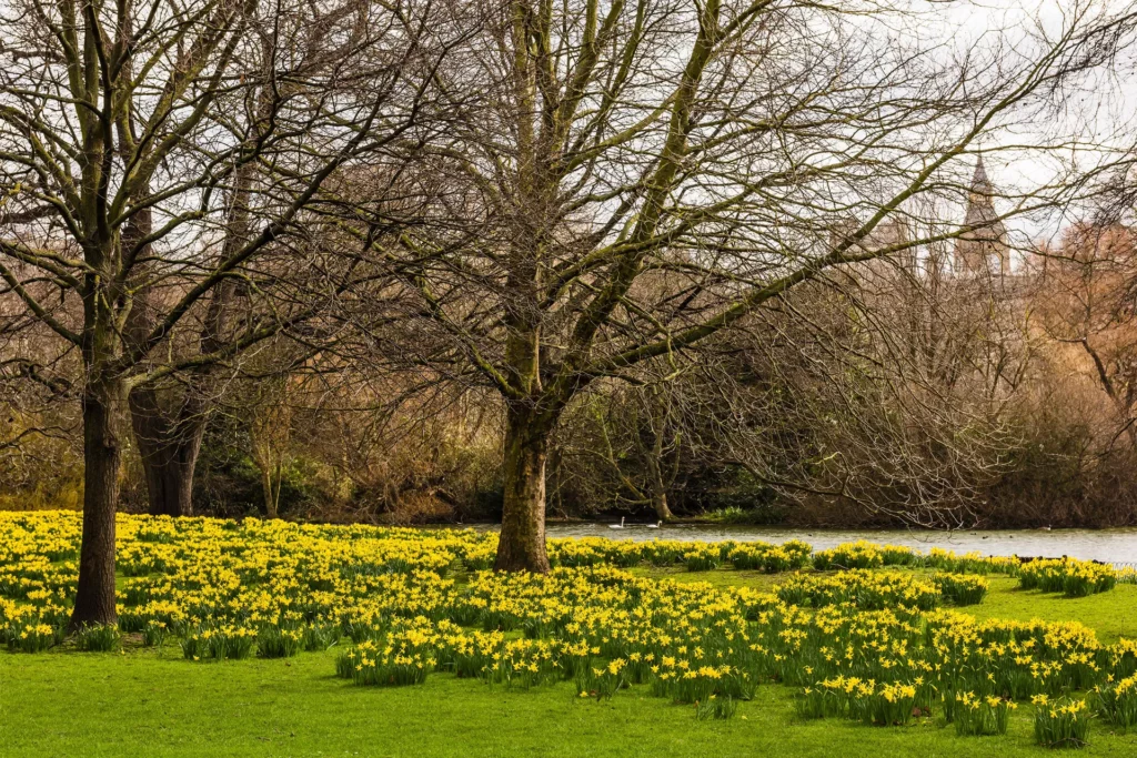 St James Park, London Spring Garden