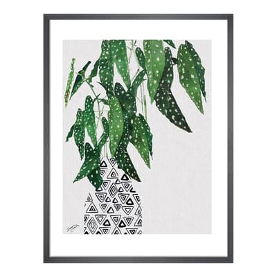 Polka Dot Begonia Plant 40x50cm Framed Print