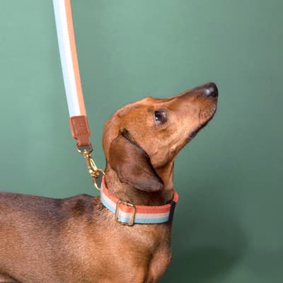 Orange Stripe Dog Collar M/L