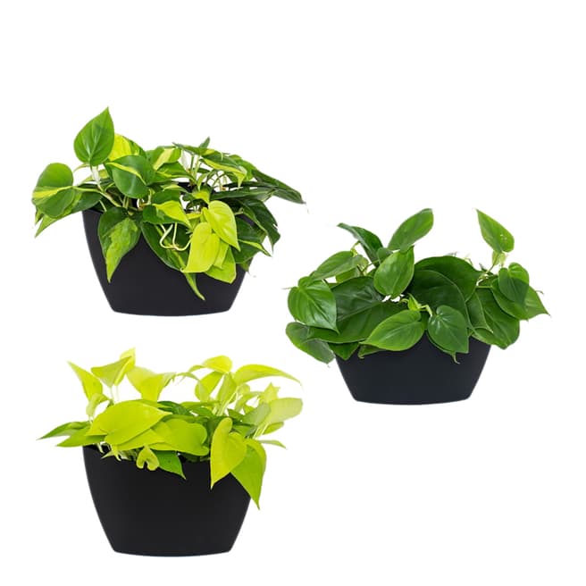 CitySens Wall Planter, Pack 3 Black Planters