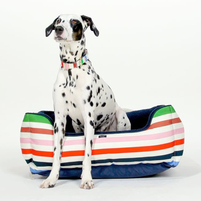 Kate Spade Collar (S/M), Adventure Stripe