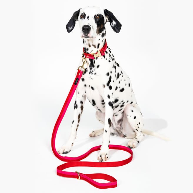 Kate Spade Leash (M/L), Colorblock Red/Pink