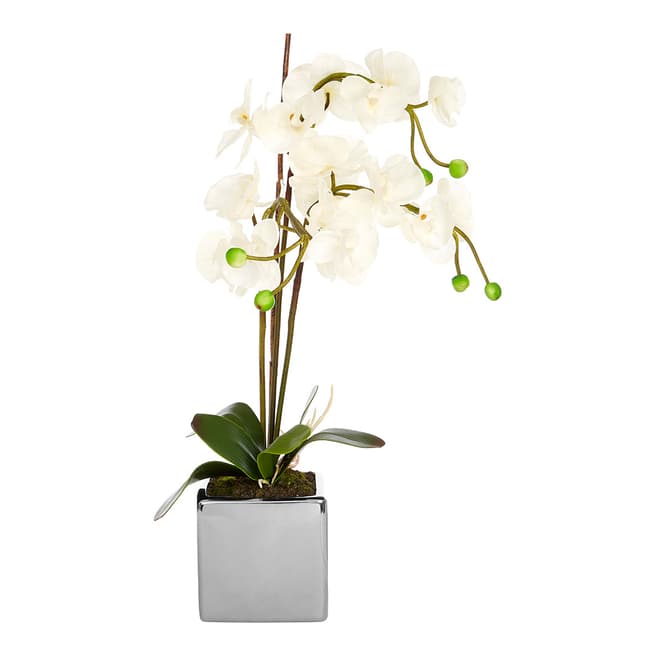 White Orchid Plant with Silver Ceramic Pot - BrandAlley